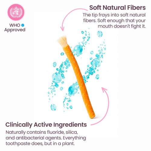 Miswak | Natural Toothbrush